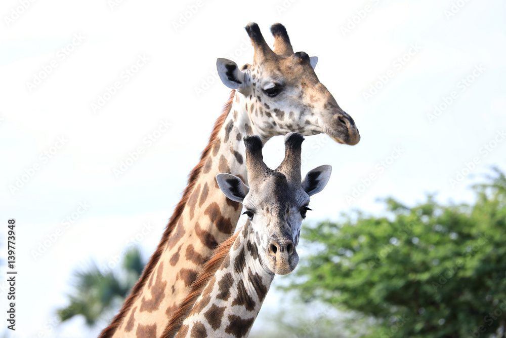 Naklejka premium A baby giraffe is in focus as mom looks on in the background.