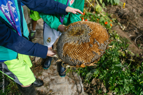 Kids hold a sunflower plant during a field trip to a local farm.