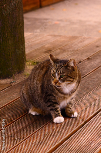 Photography Wild Domestic cat