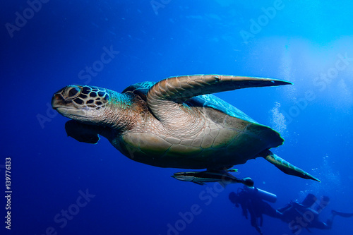 Green Turtle swimming with Remora