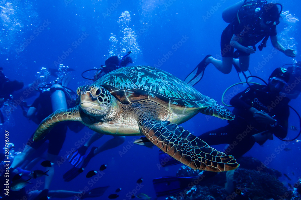 Fototapeta premium Green Turtle swimming with divers