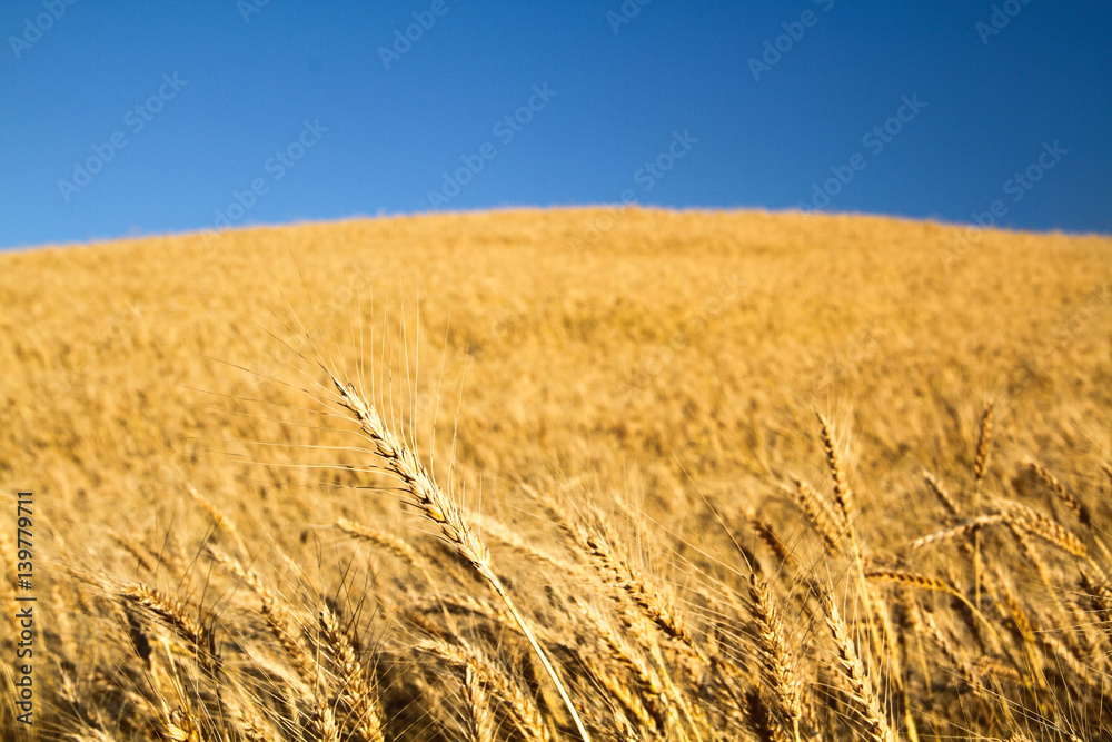 Golden wheat field with blue sky in background