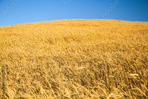 Golden wheat field with blue sky in background