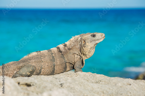 Iguana in wildlife. Cancun, Mexico