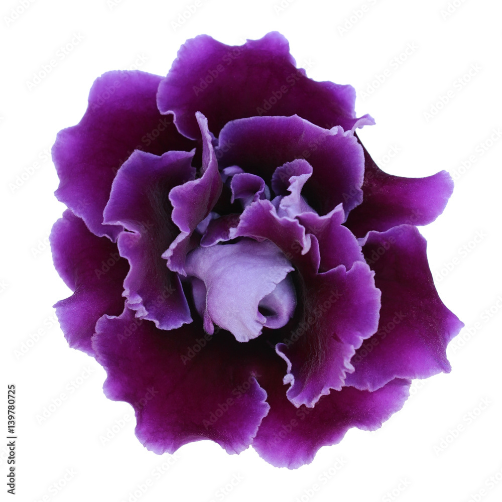 Obraz premium Violet gloxinia isolated on a white background