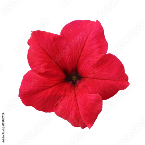 Red petunia isolated on white background