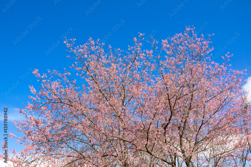 the blurred of Prunus cerasoides flower on blue sky background. pink sakura thailand the blurred of Prunus cerasoides flower on blue sky background. pink sakura thailand