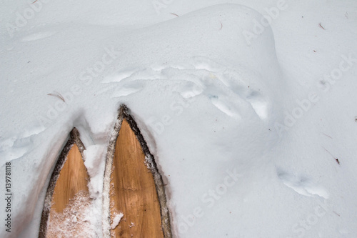 Trapper skis and wild marten track in snow