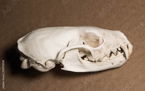 A real white Russian Sable (Martes zibellina) skull on brown background