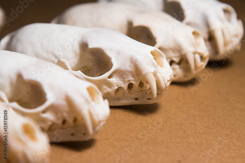 Selective focus view of several white Russian Sable (Martes zibellina) skulls laid out on brown surface