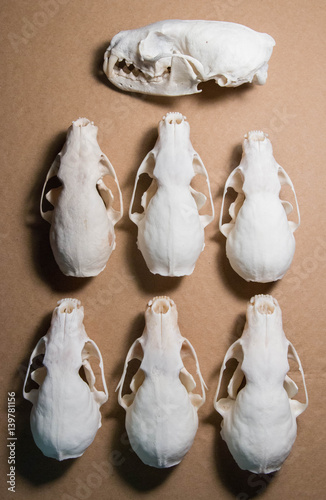 Top view of everal white Russian Sable (Martes zibellina) skulls laid out on brown surface photo