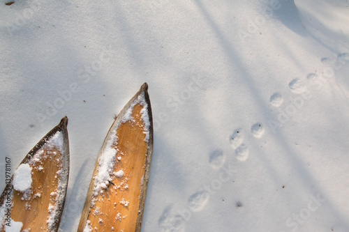 winter hunting skis on snow with marten or sable tracks 