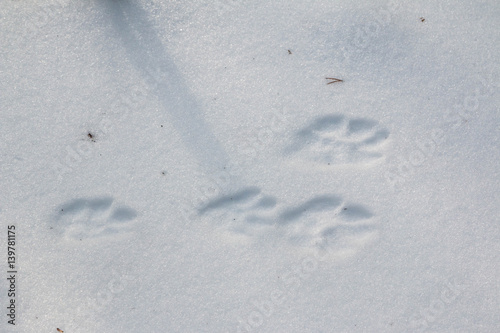 Snowshoe hare tracks on snow in winter