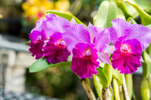 Fototapeta Naklejka Na Ścianę i Meble -  Cattleya Orchid Flower