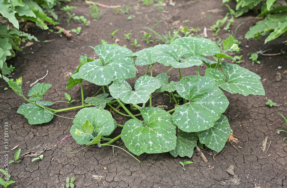 young pumpkin trees at natural open air garden young pumpkin trees at natural open air garden