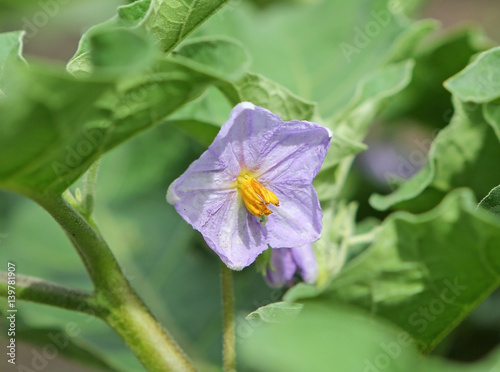 Sparrow's Brinjal flower on tree Thai herb, Blur and select focus at center