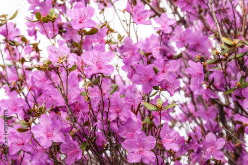 rhododendron flowers magenta background photo