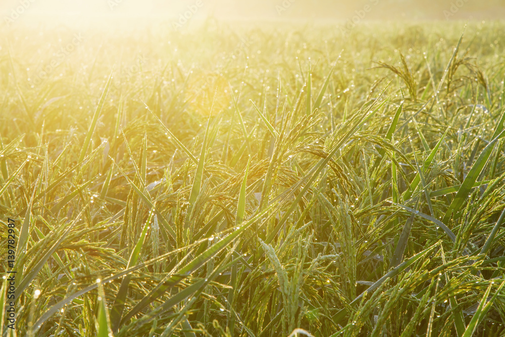 Rice and sunlight with flare in fields