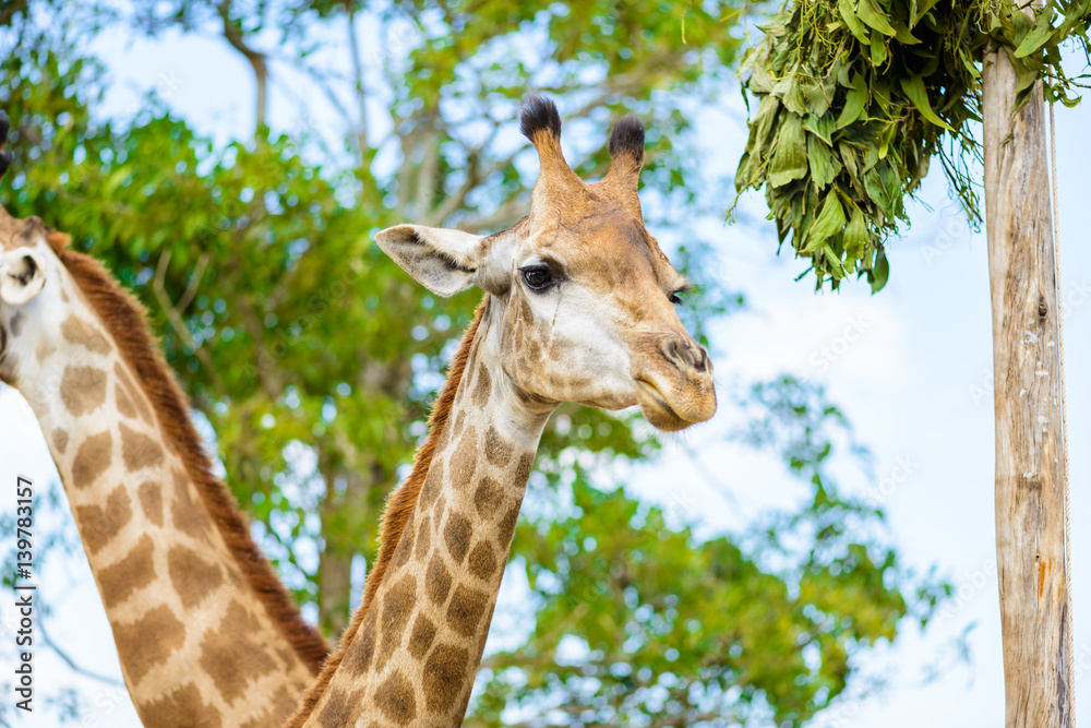 Fototapeta premium closeup giraffe head
