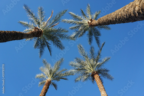 low angle view of palm tree in the morning sunlight