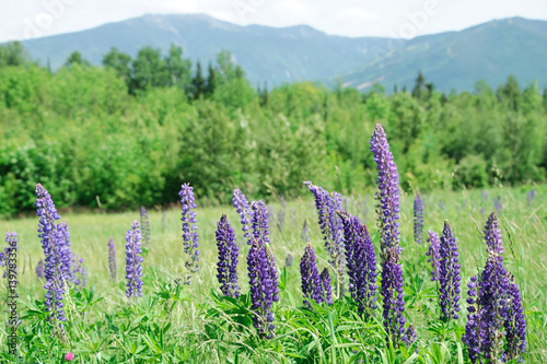 lupine blooming in spring in wild mountain area