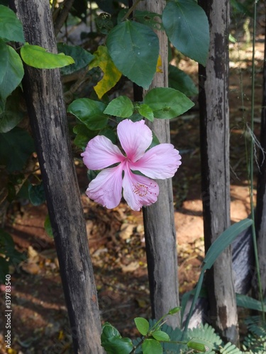 Pink Hibiscis photo