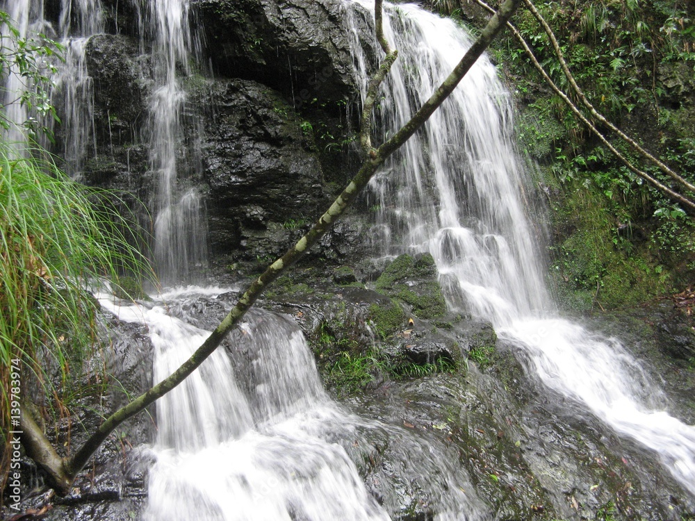 Fototapeta premium Small stream flowing through the green forest.