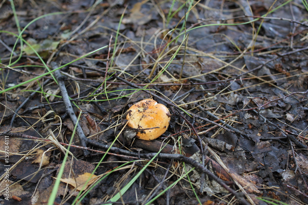 Russula emetica vomiting russula mushroom 20132 Russula emetica vomiting russula mushroom 20132