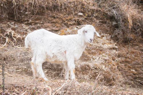 white goat mountain walking to find food