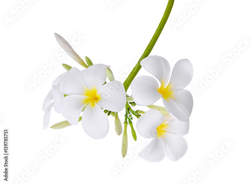 white frangipani isolated on white background
