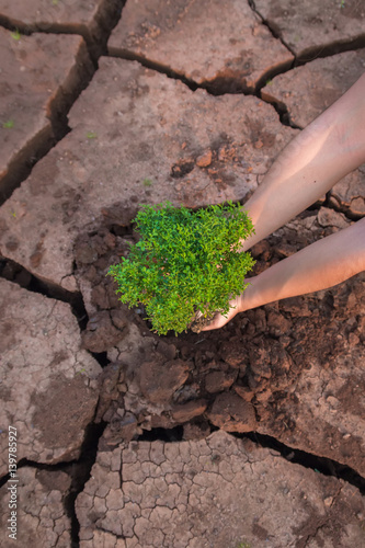 Woman hands holding tree growing on cracked earth background