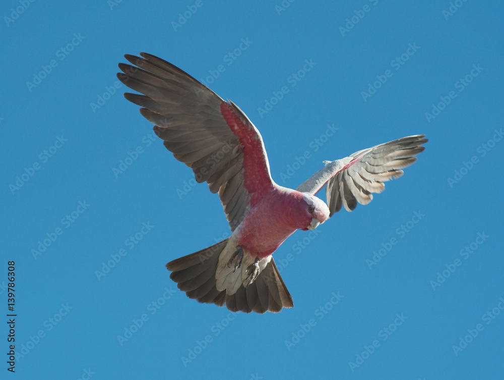 Obraz premium pink and gray galah
