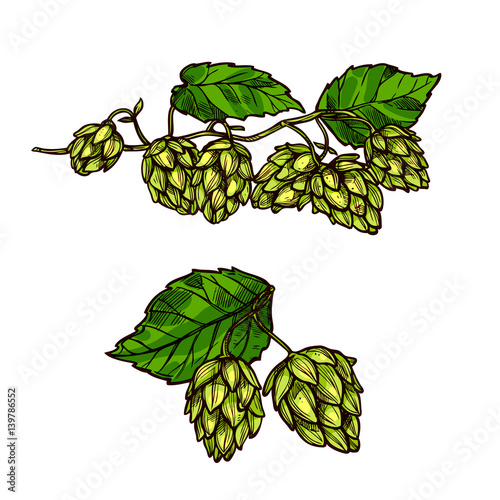 Hops plant branches, flowers and vector cones