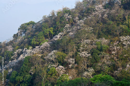 Orchid Tree or Purple Bauhinia flower on the mountain in northern Thailand. 