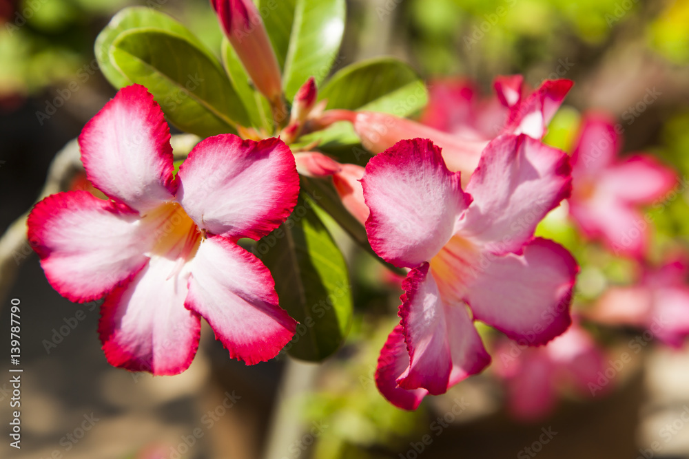 Fototapeta premium Pink Impala lily in flower garden.