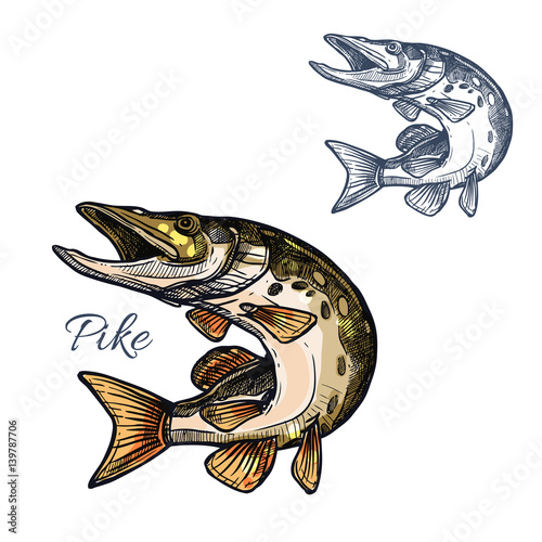 Pike fish sketch vector isolated icon