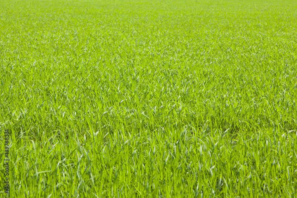 Fototapeta Rice plant for background