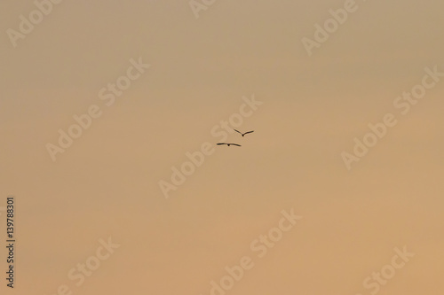 Birds in flight at sunset background