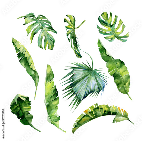 Watercolor illustration of tropical leaves, dense jungle. Hand painted. Banne...