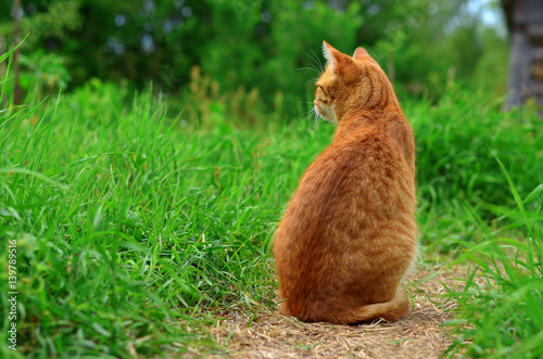 Red tabby cat sitting back to camera outdoors, copy space