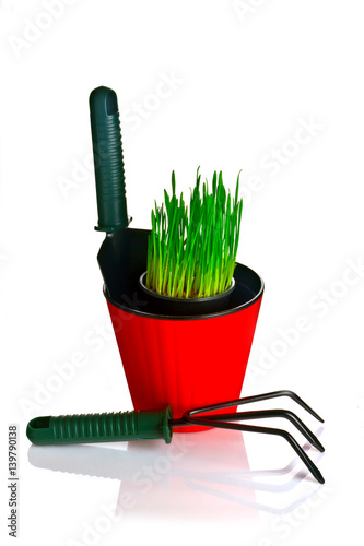 Green grass in a red flower pot and garden tools on a white background