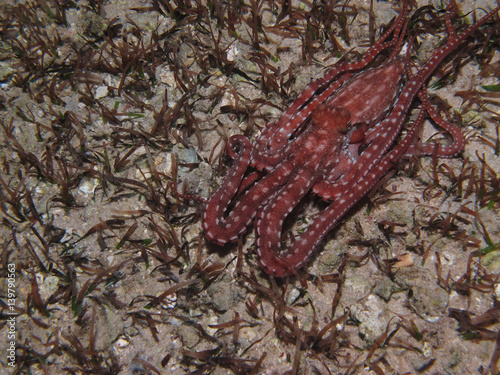 Tablou pe pânză Beautiful mimic octopus