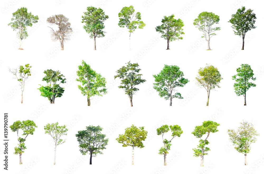 Isolated Trees on white background , The collection of trees.