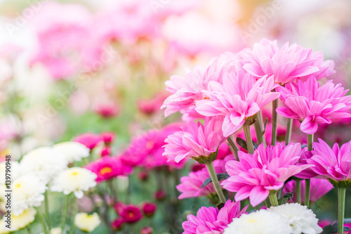 Chrysanthemum Flower