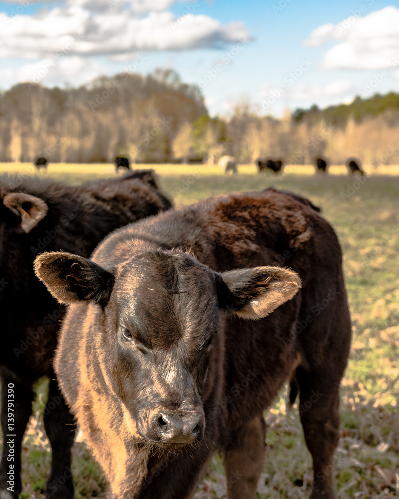 Angus crossbred calf - vertical Angus crossbred calf - vertical