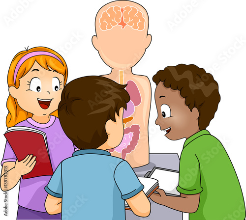 Kids Anatomy Model Study