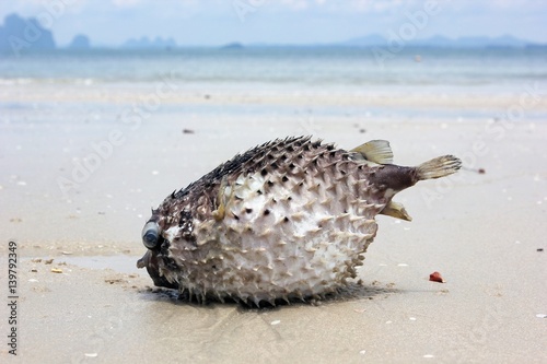 Close up dead Puffer fish on a beach