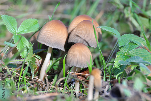 Wild mushroom Coprinellus domesticus, Group of mushrooms growing between wild strawberries in the spring