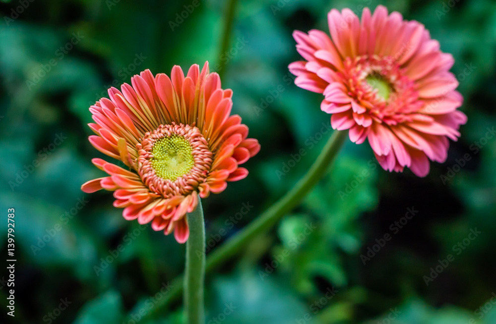 Excellent bright and lovely fresh Daisy flower standalone