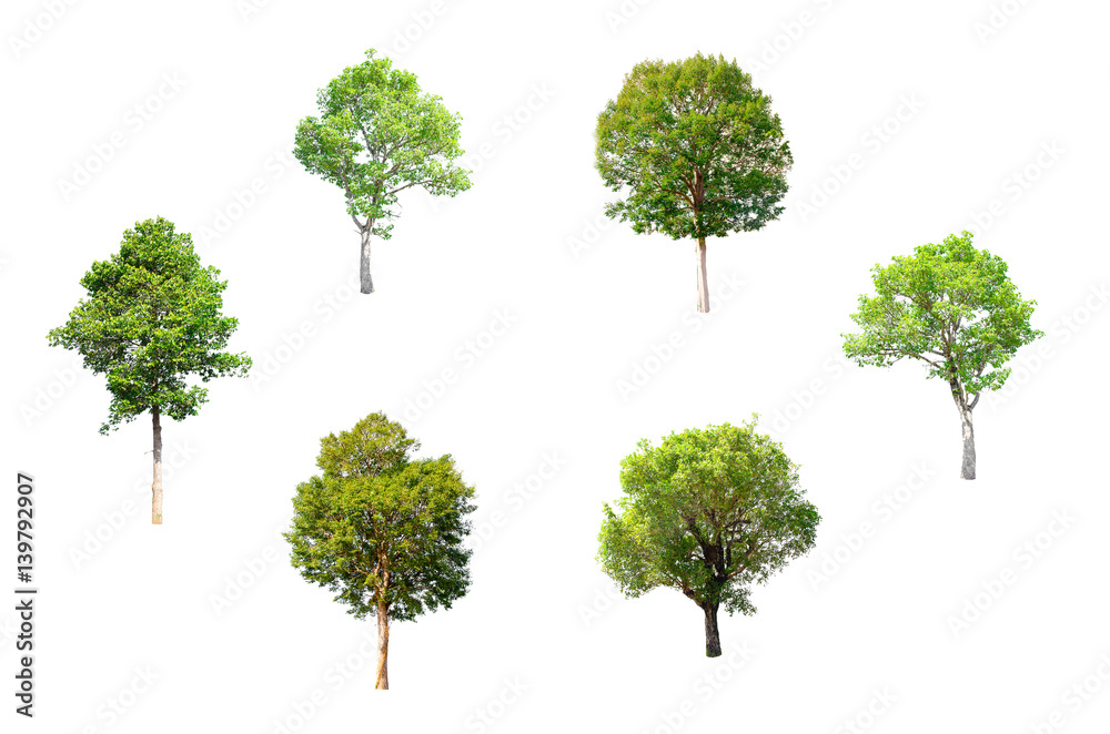 Isolated Trees on white background , The collection of trees.